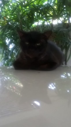 Big Dam, the Street Cat