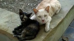 Mama Daeng and Daengdum